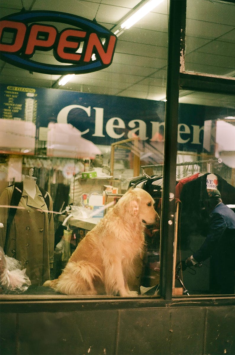 Adorable Golden Retriever sitting inside a dry cleaner shop. Vintage ambiance with open sign.